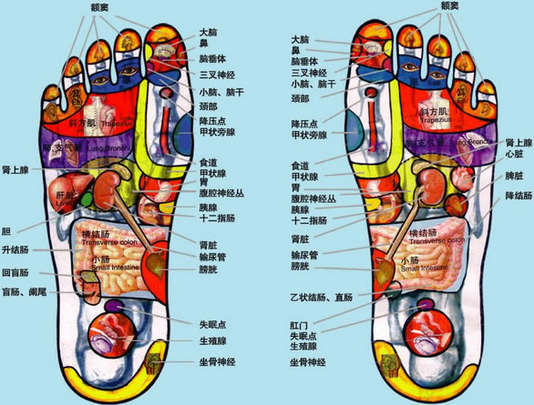 养生保健 脚底穴位图解大全及按摩方法