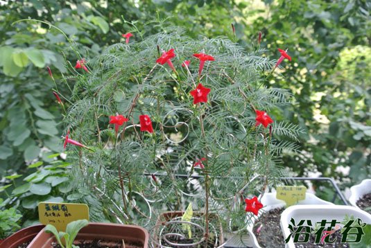 山东花卉